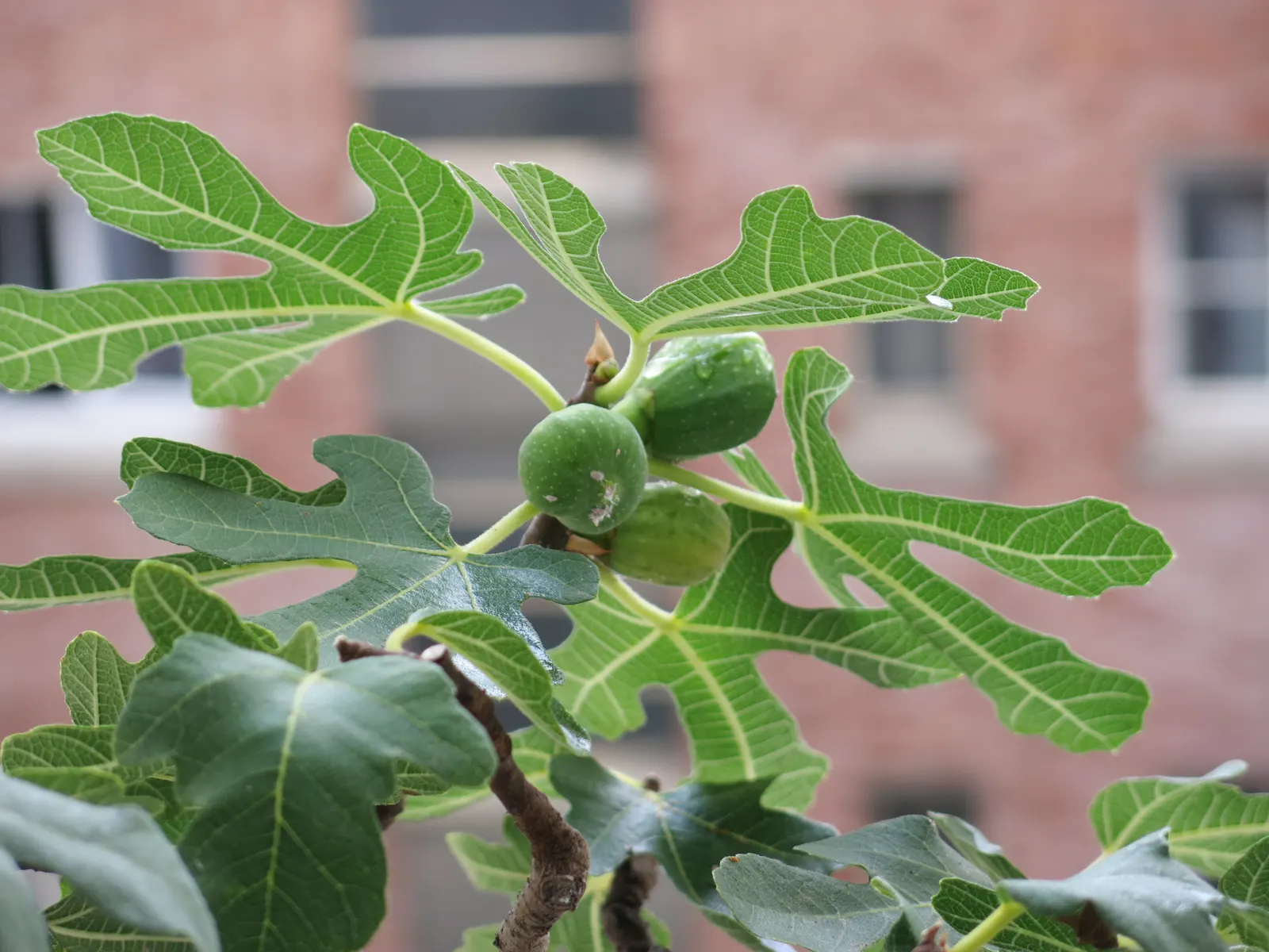 Edible Fig (Ficus Carica) — avoid planting near foundations or walkways to prevent structural complications; tree for full or half