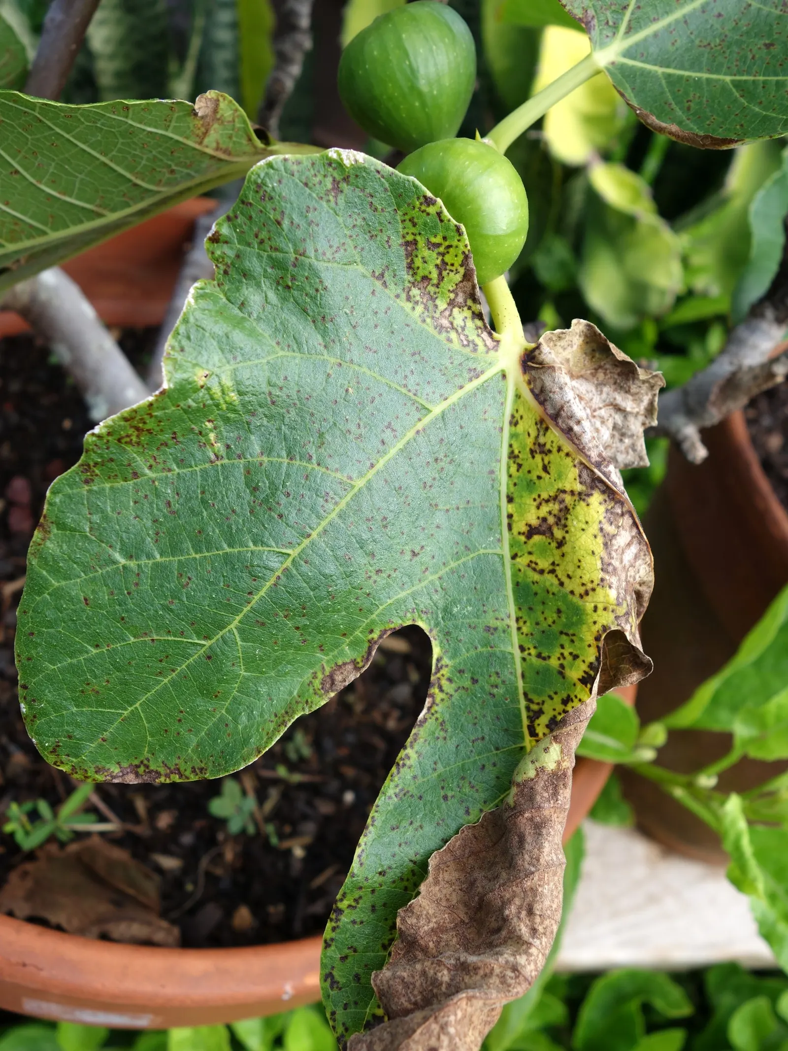 Edible Fig (Ficus Carica) — Aesthetic and functional, it's a splendid choice for edible landscapes and as a focal specimen; in spring and throughout the summer