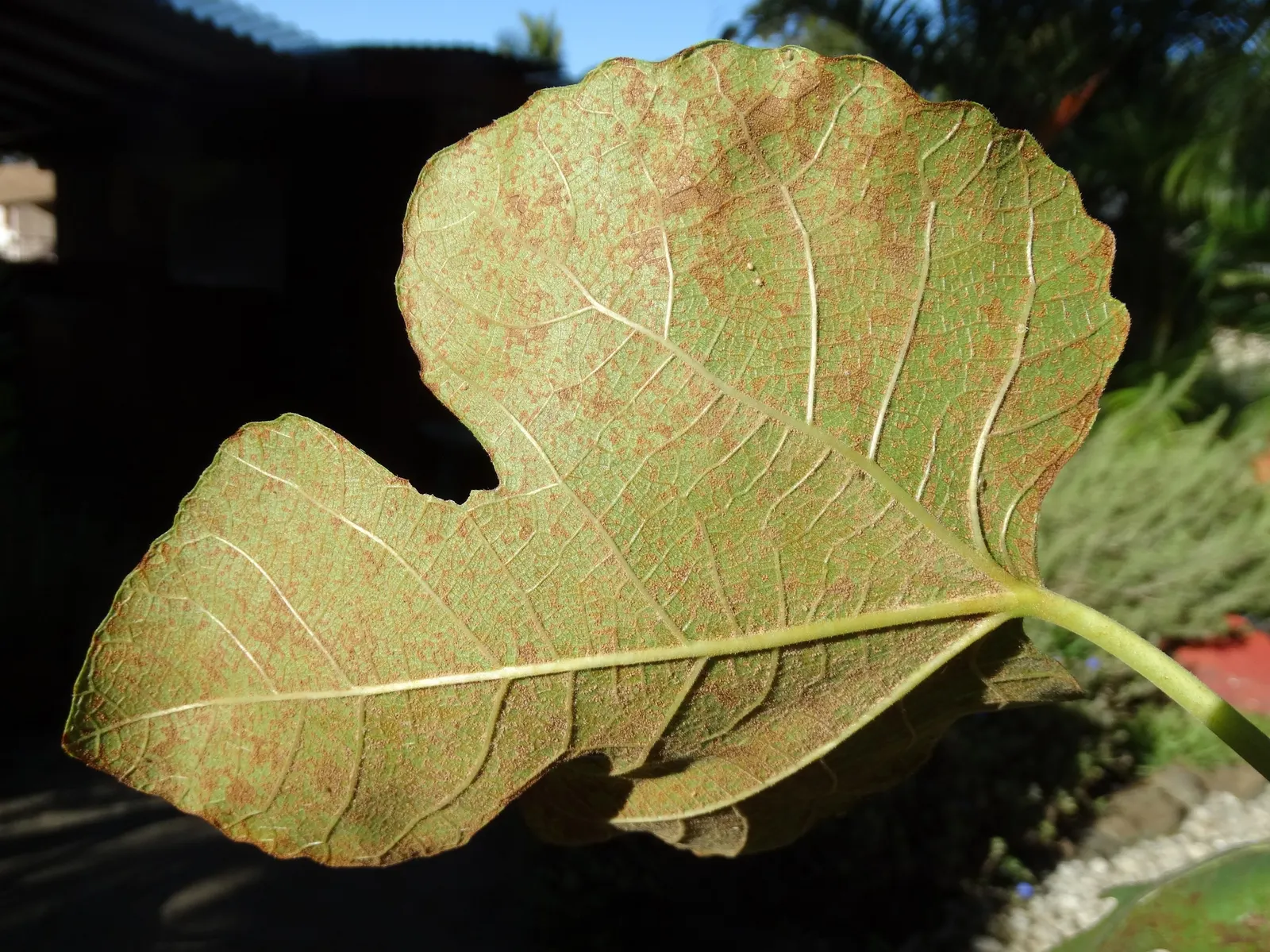 Edible Fig (Ficus Carica) — The foliage turns a warm yellow hue in the fall before shedding, providing seasonal interest; making it suitable for, image 158