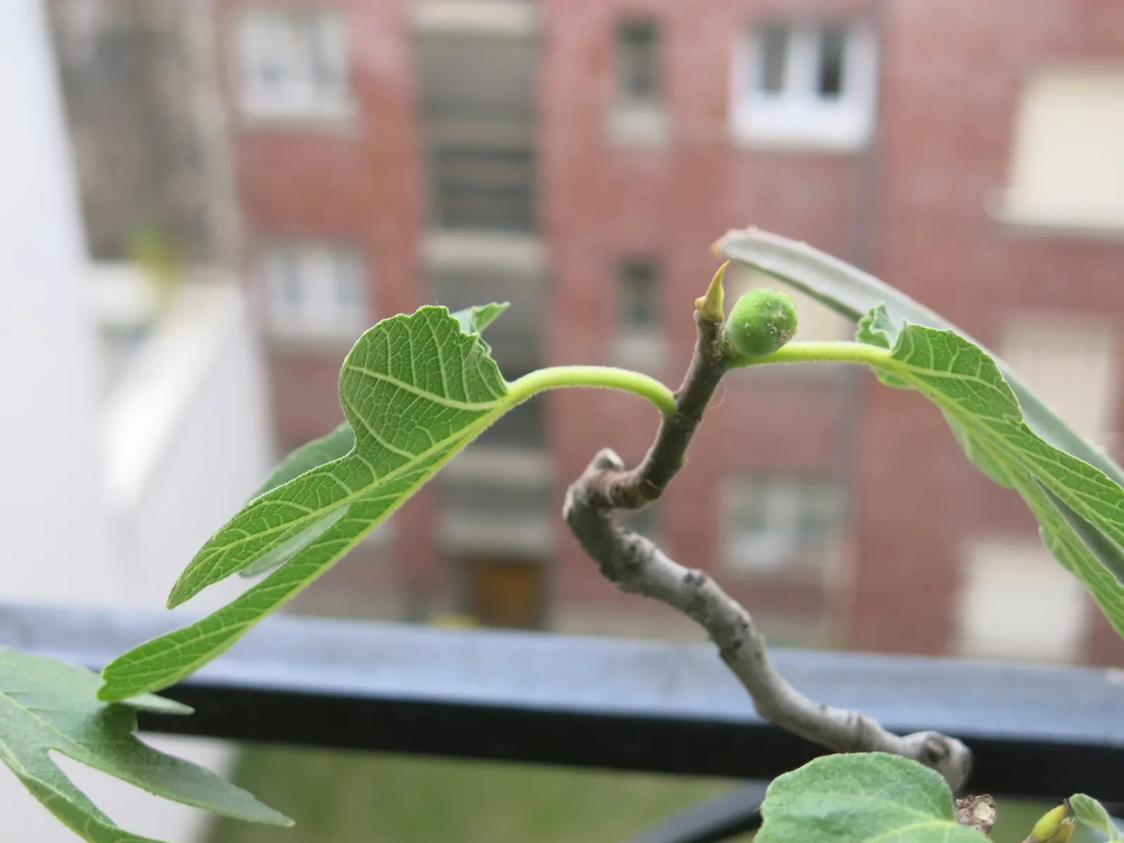 Edible Fig (Ficus Carica) — so allocating ample space for development in the garden layout is crucial.<br><br>This tree's broad; this deciduous, image 59