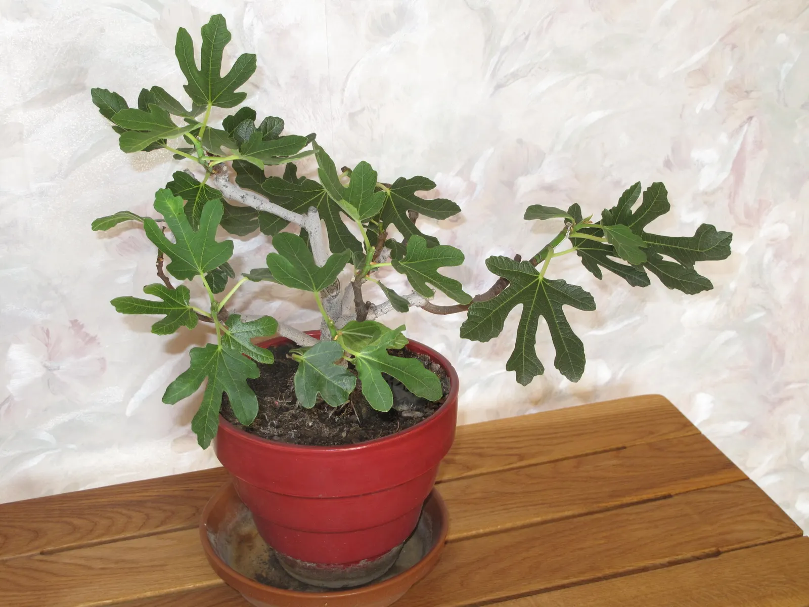 Edible Fig (Ficus Carica) — An Edible Fig, Ficus carica, thrives in warmer zones, maturing to 10-30 feet tall; ensure well-drained soil to avoid, image 169