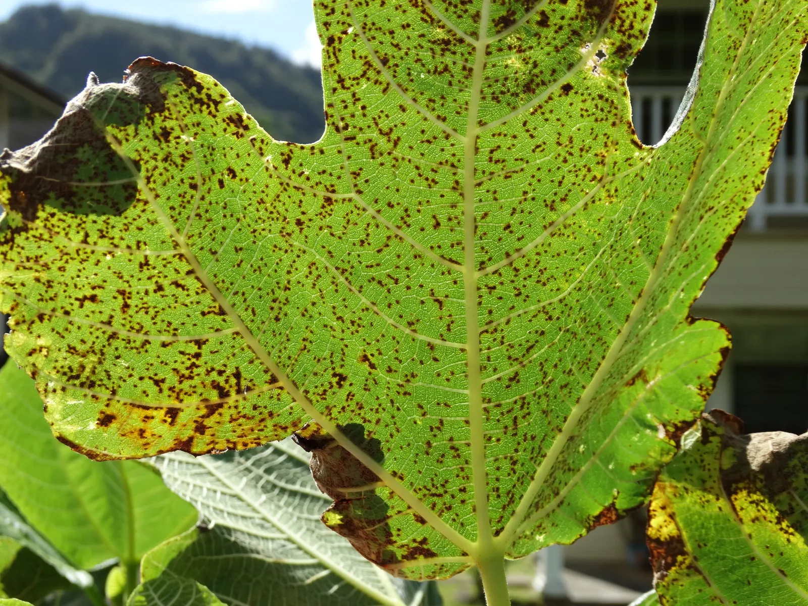 Edible Fig (Ficus Carica) — Due to its expansive root system; which has a sweet and succulent taste, image 164