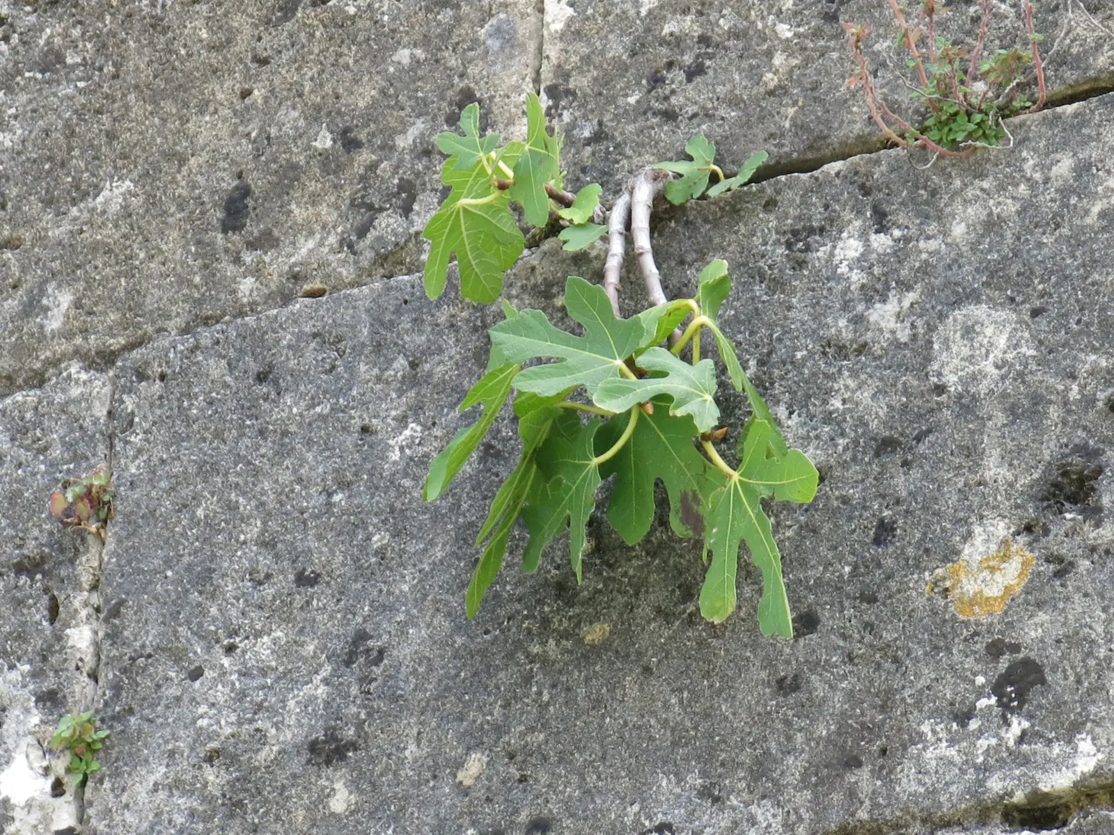 Edible Fig (Ficus Carica) — In spring and throughout the summer; aesthetic and functional, it's a splendid choice for edible landscapes and as a, image 87