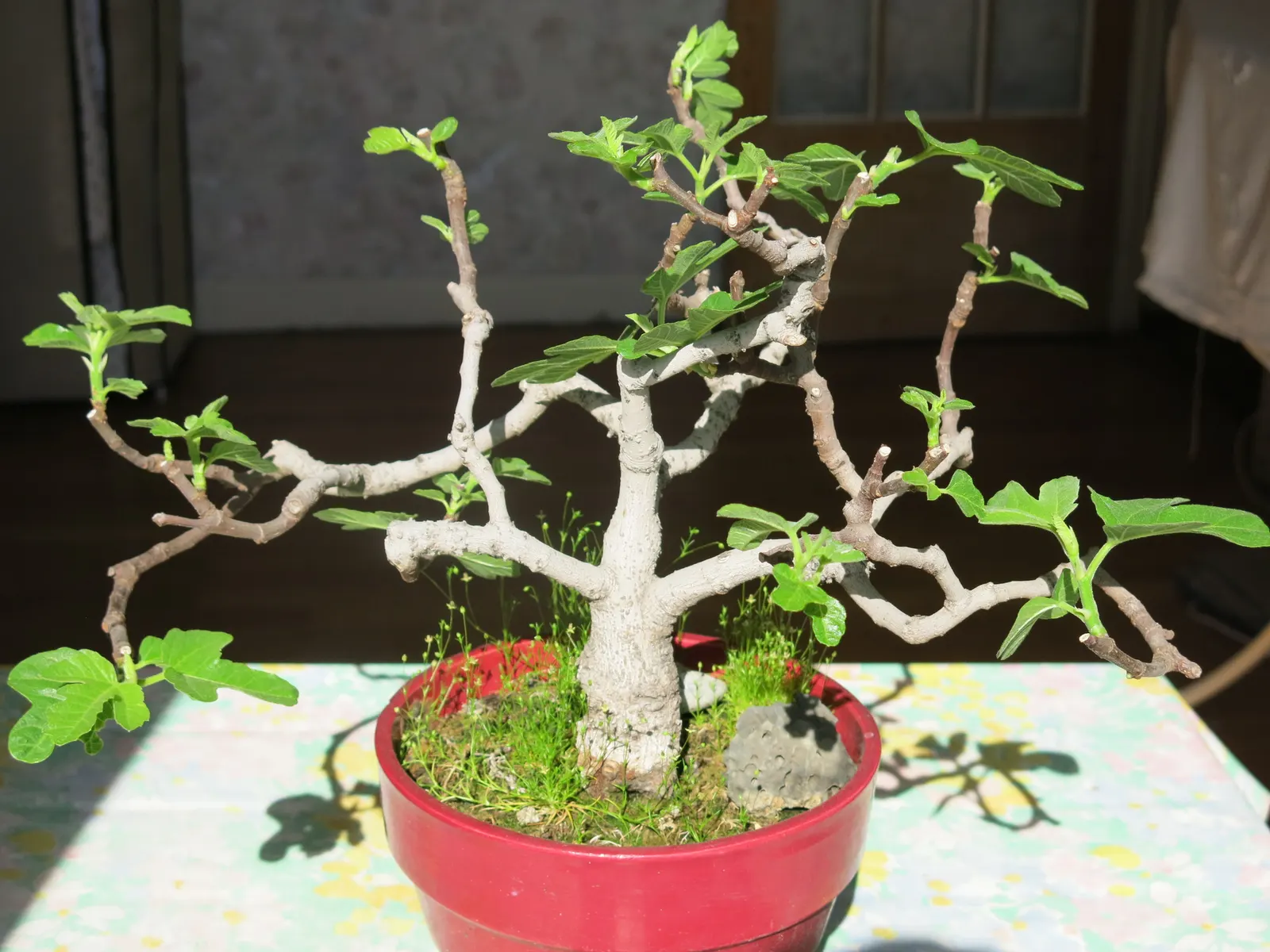Edible Fig (Ficus Carica) — An Edible Fig, Ficus carica, thrives in warmer zones, maturing to 10-30 feet tall; ensure well-drained soil to avoid, image 73