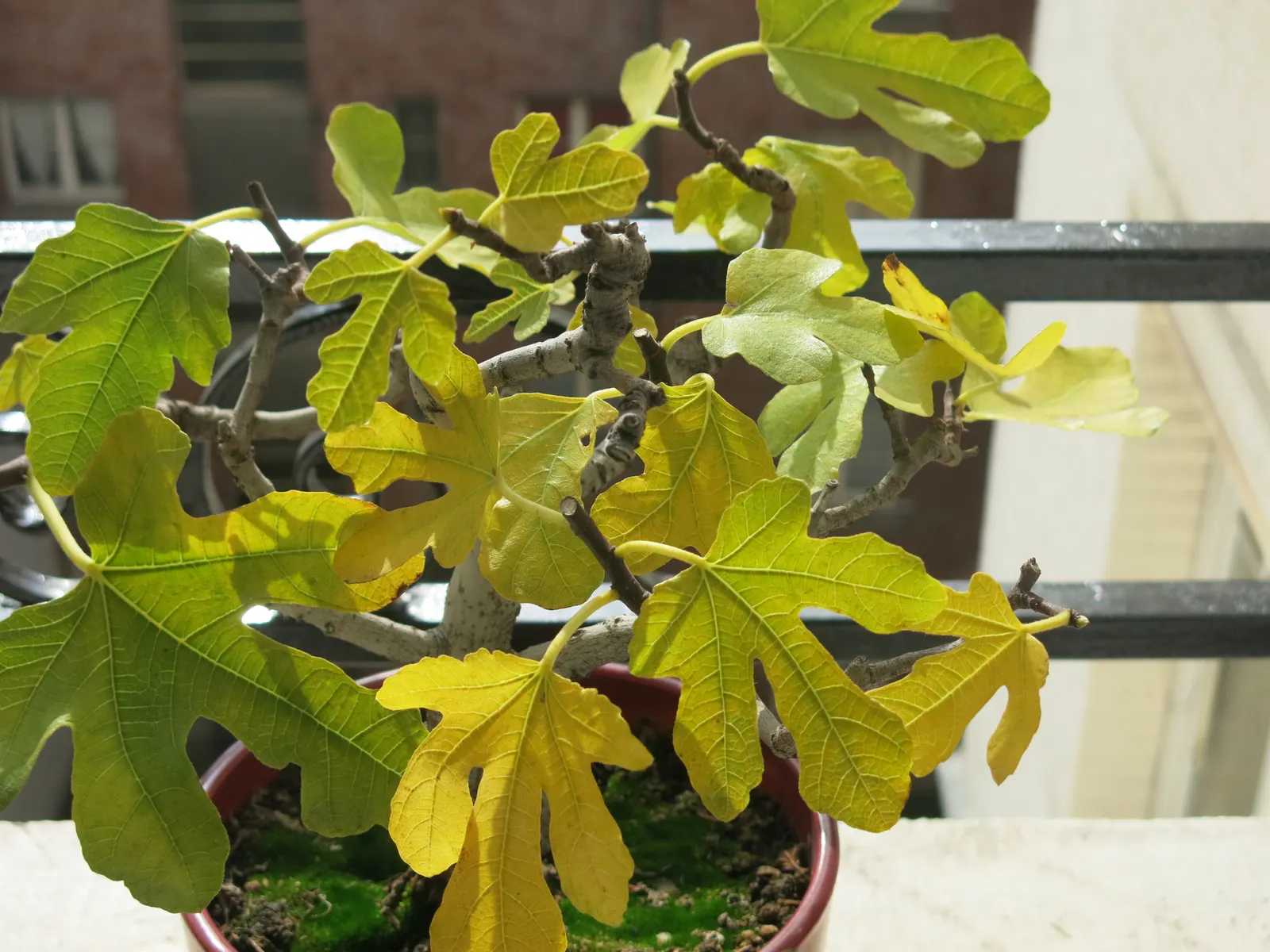 Edible Fig (Ficus Carica) — Space 15-20 feet apart for ample growth; is a versatile and attractive deciduous tree that can be a delightful addition, image 77