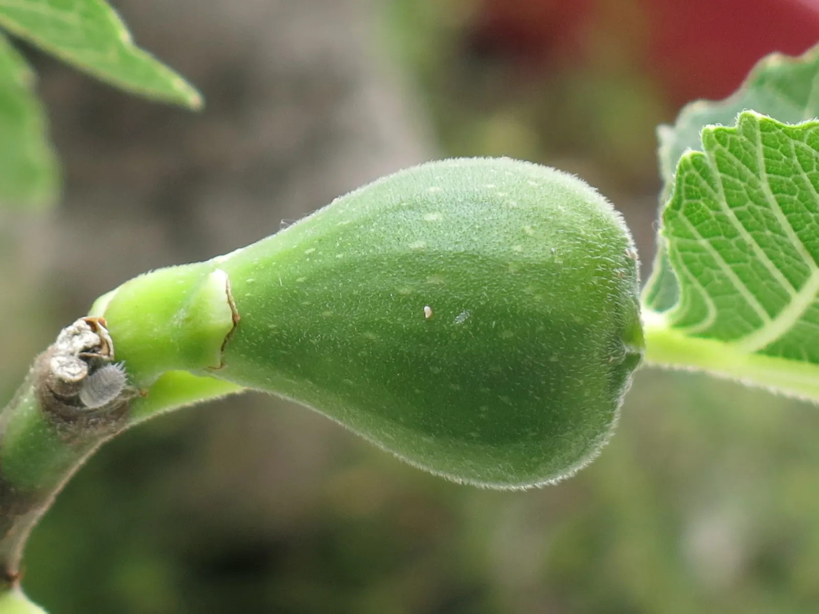 Edible Fig (Ficus Carica) — Space 15-20 feet apart for ample growth; is a versatile and attractive deciduous tree that can be a delightful addition, image 101