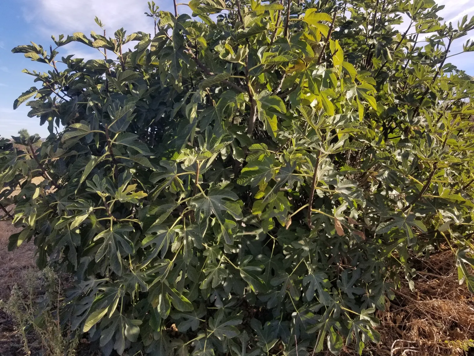 Edible Fig (Ficus Carica) — The Edible Fig can be pruned to maintain a desired shape and size; scientifically known as Ficus carica, image 94