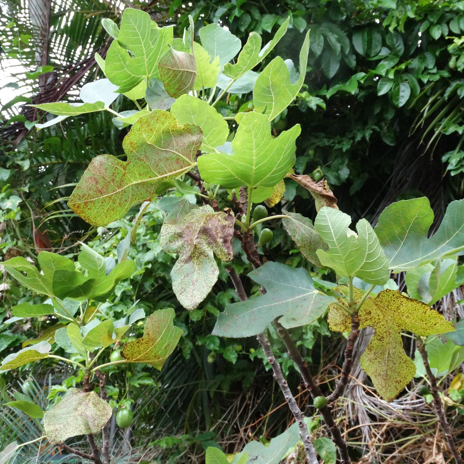 Edible Fig (Ficus Carica) — Due to its expansive root system