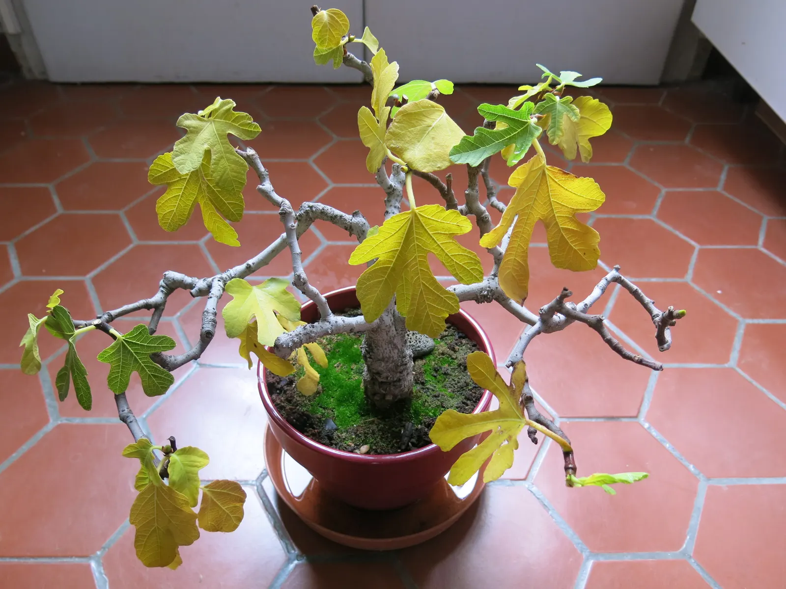 Edible Fig (Ficus Carica) — Due to its expansive root system; which has a sweet and succulent taste, image 92