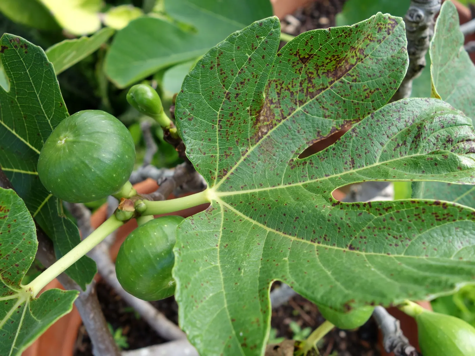 Edible Fig (Ficus Carica) — avoid planting near foundations or walkways to prevent structural complications