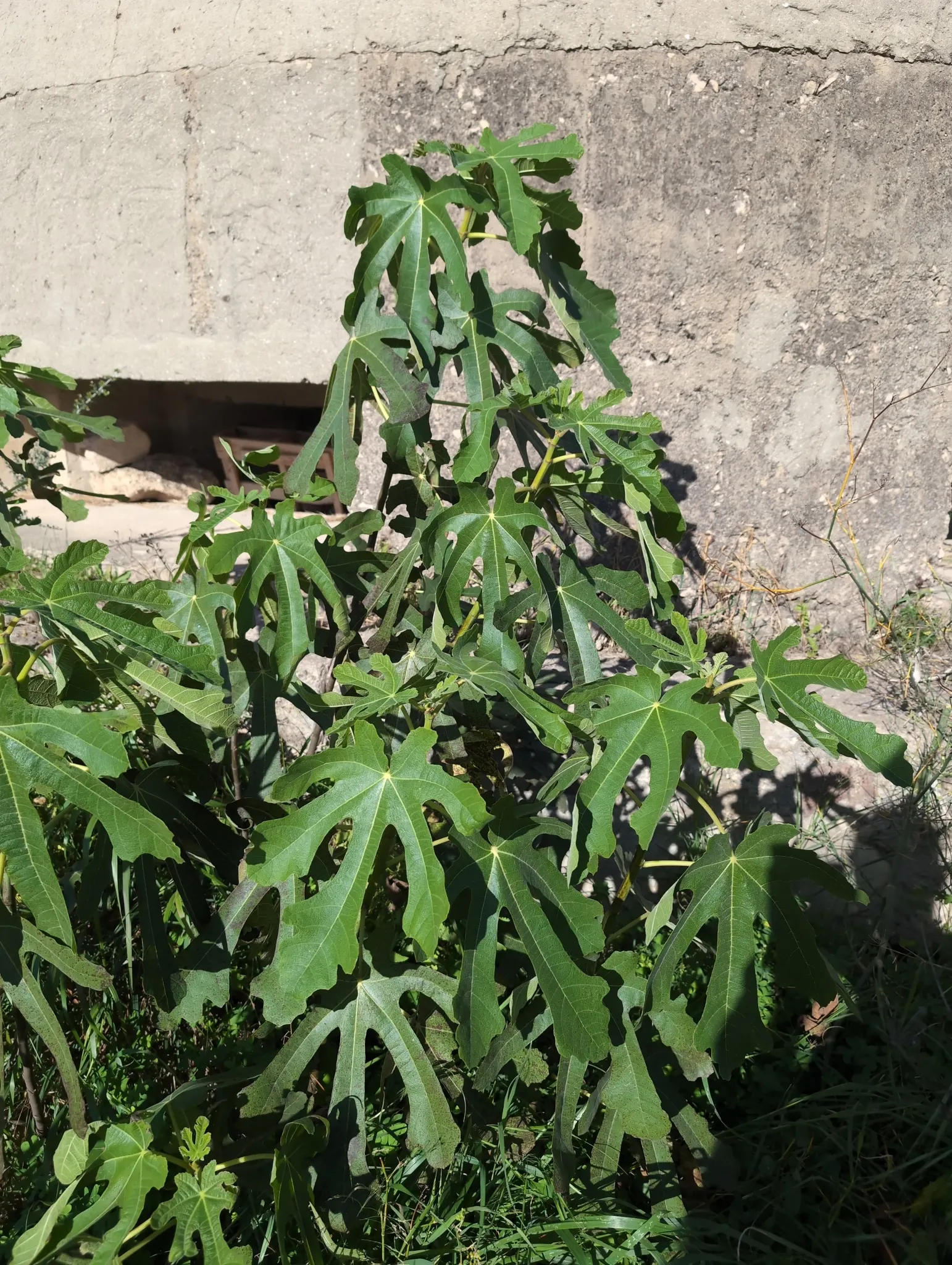 Edible Fig (Ficus Carica) — this species of fig is well-suited for USDA Hardiness Zones 7-11 and typically thrives in temperate climates; the fruit, image 82