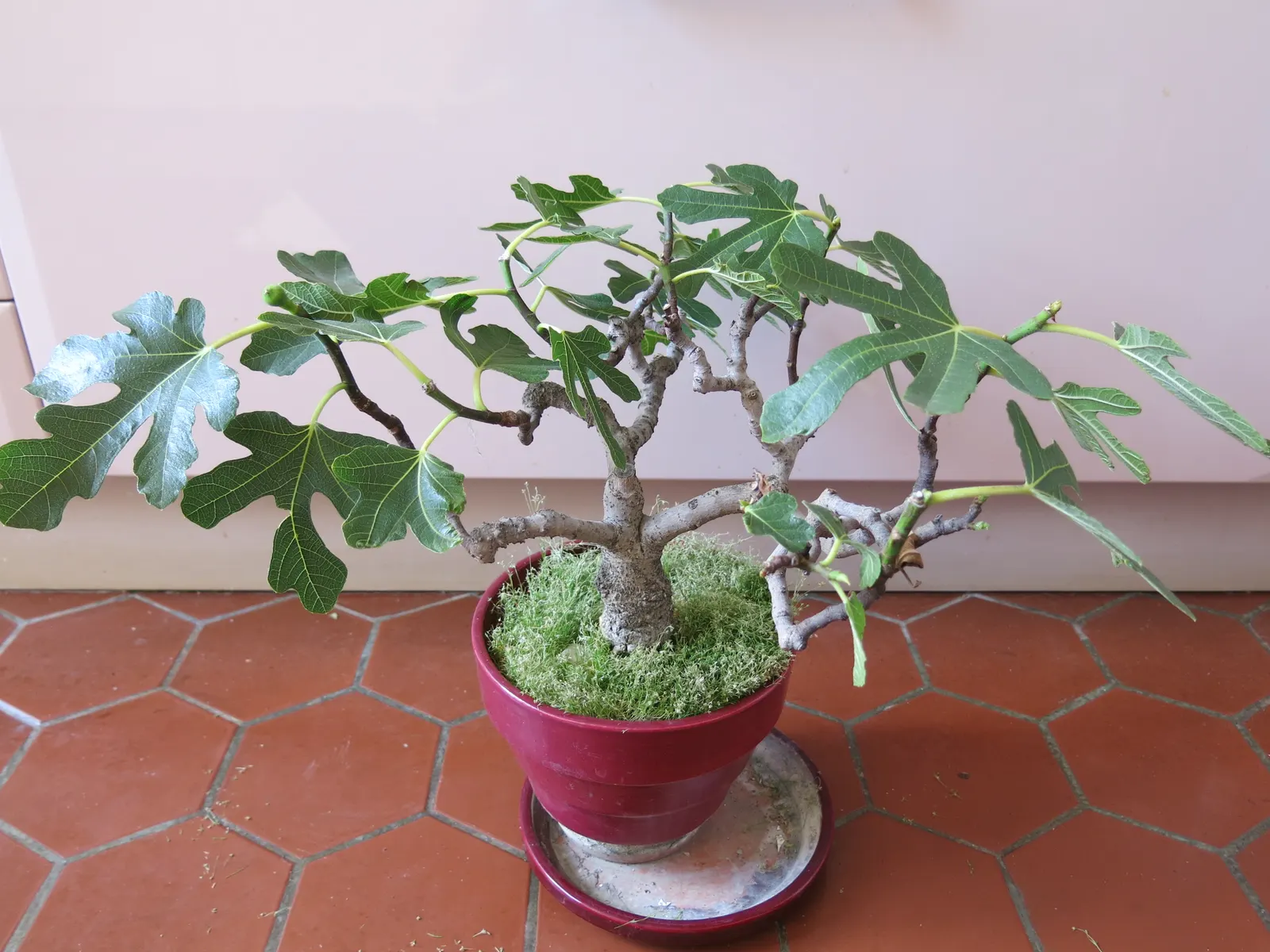 Edible Fig (Ficus Carica) — Aesthetic and functional, it's a splendid choice for edible landscapes and as a focal specimen; in spring and, image 150