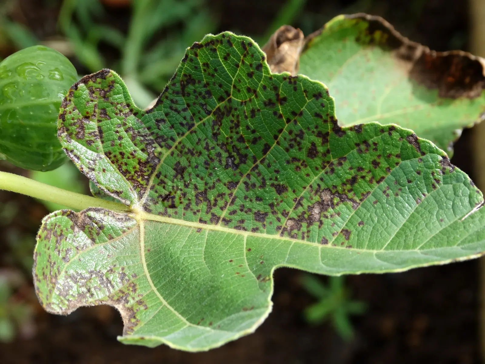 Edible Fig (Ficus Carica) — the Ficus carica bears its distinct fruit; contributing to the dense canopy that offers a cooling shade during the hot summer months