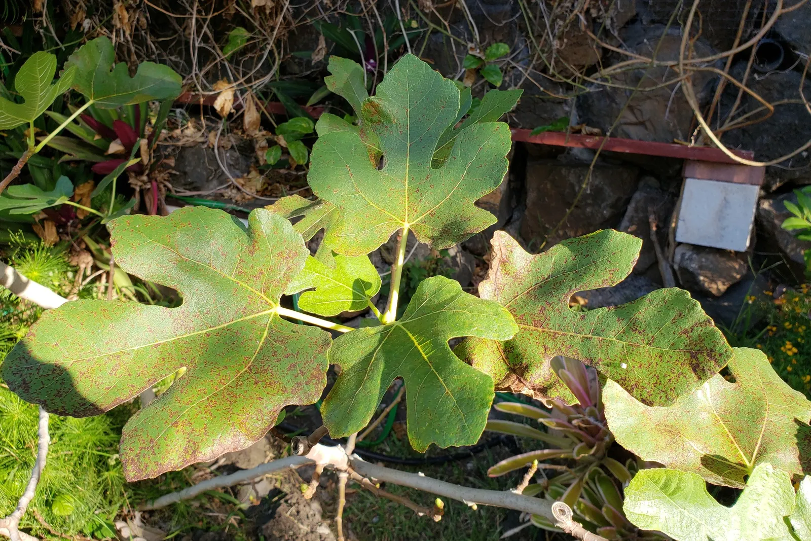 Edible Fig (Ficus Carica) — making it suitable for espalier or as a freestanding specimen; the foliage turns a warm yellow hue in the fall before, image 119