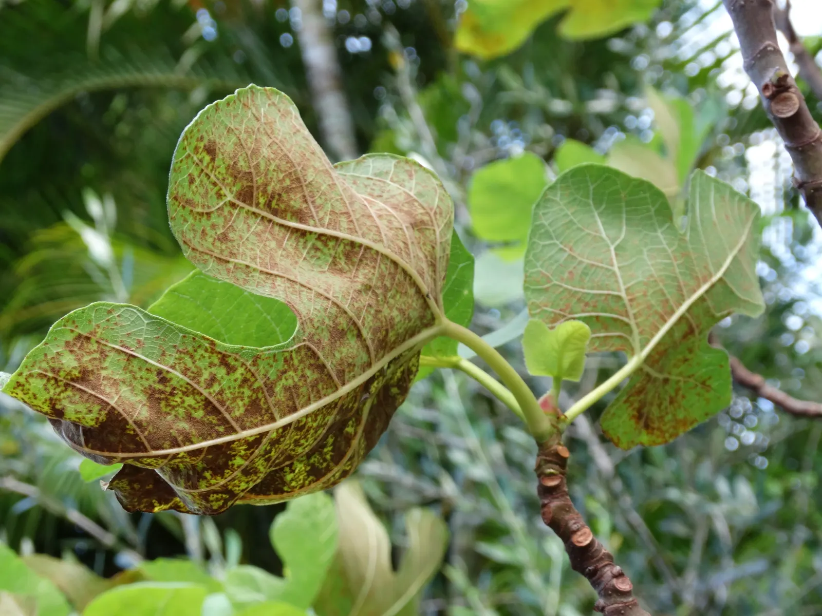 Edible Fig (Ficus Carica) — It sports large, lobed leaves, creating a tropical feel; and ranges in color from green to purple, image 99