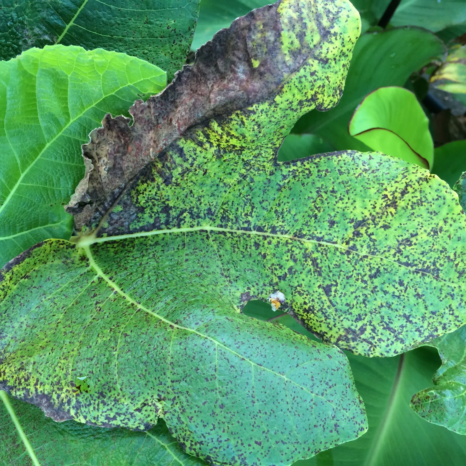 Edible Fig (Ficus Carica) — It sports large, lobed leaves, creating a tropical feel; and ranges in color from green to purple, image 171