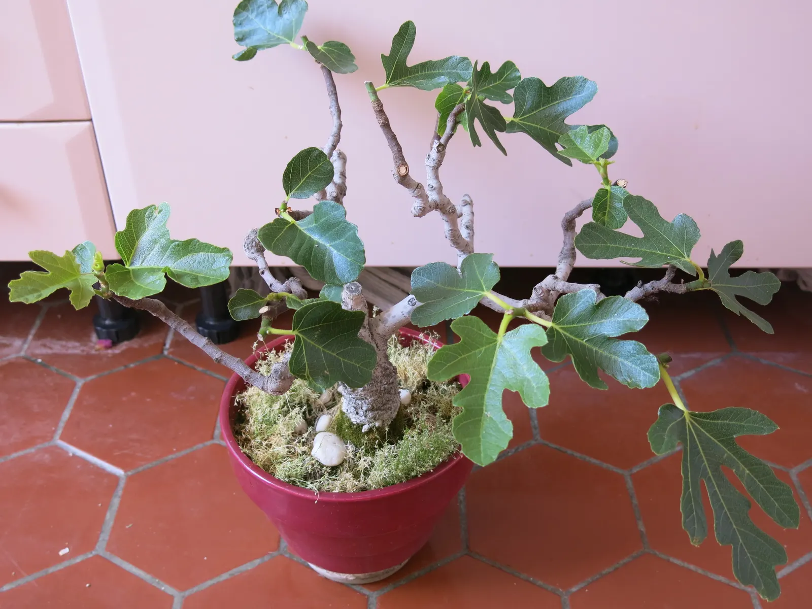 Edible Fig (Ficus Carica) — the Ficus carica bears its distinct fruit; contributing to the dense canopy that offers a cooling shade during the hot, image 112