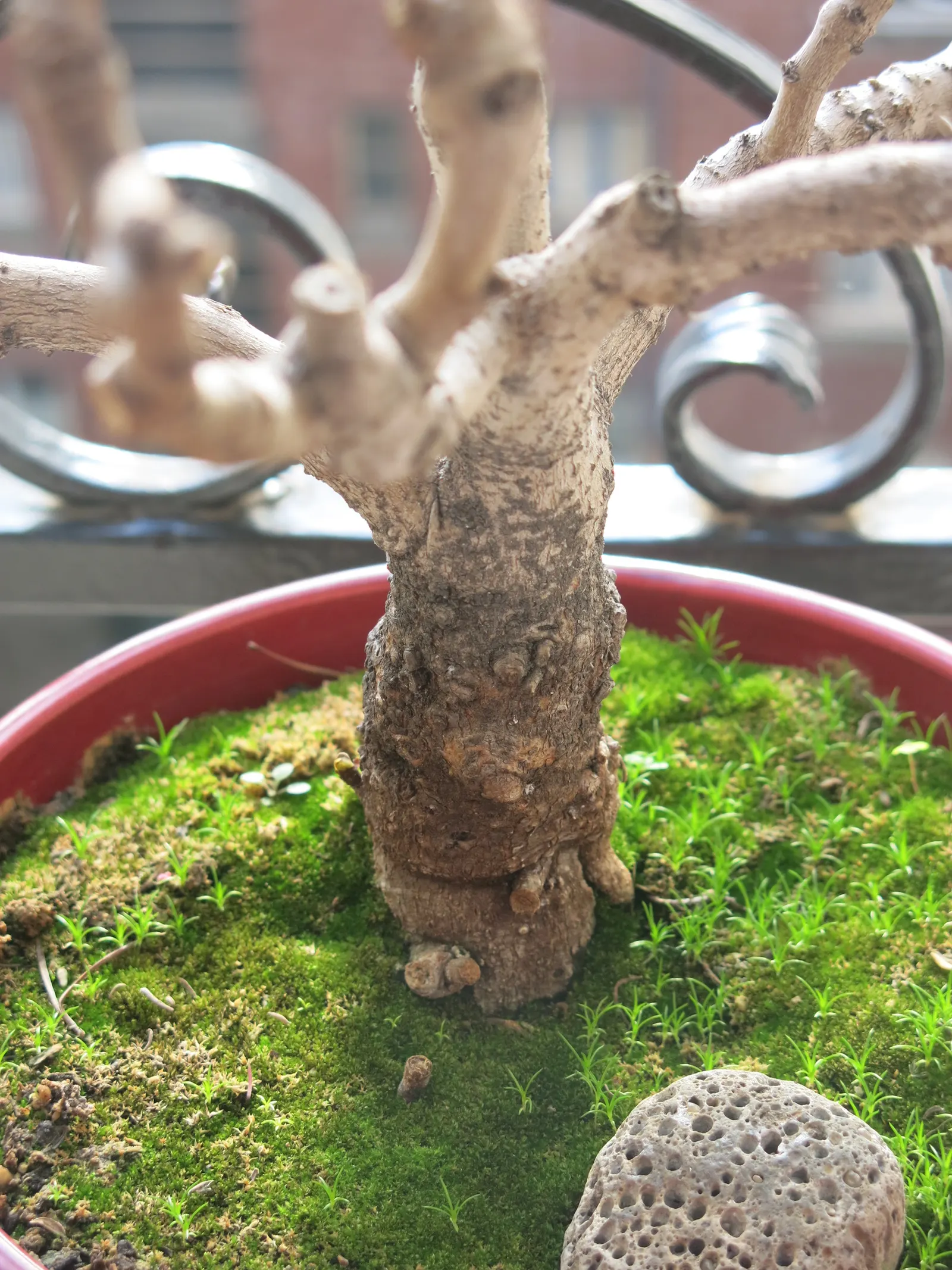 Edible Fig (Ficus Carica) — contributing to the dense canopy that offers a cooling shade during the hot summer months