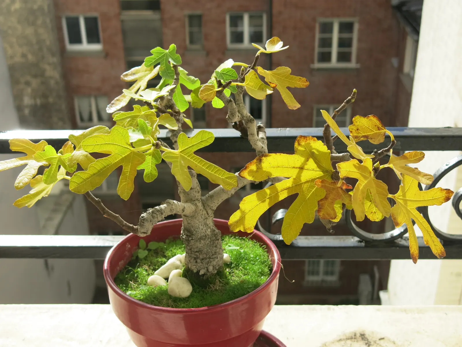 Edible Fig (Ficus Carica) — This deciduous tree demands full sun, yielding luscious figs enjoyed fresh or dried; so allocating ample space for, image 122