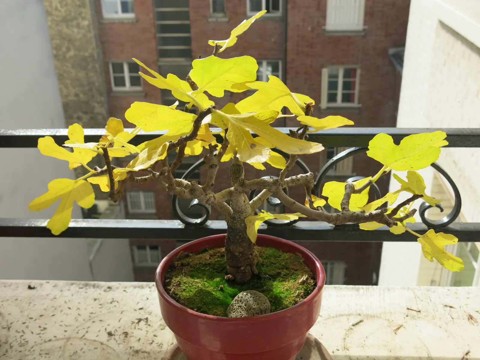 Edible Fig (Ficus Carica) — This deciduous tree demands full sun, yielding luscious figs enjoyed fresh or dried