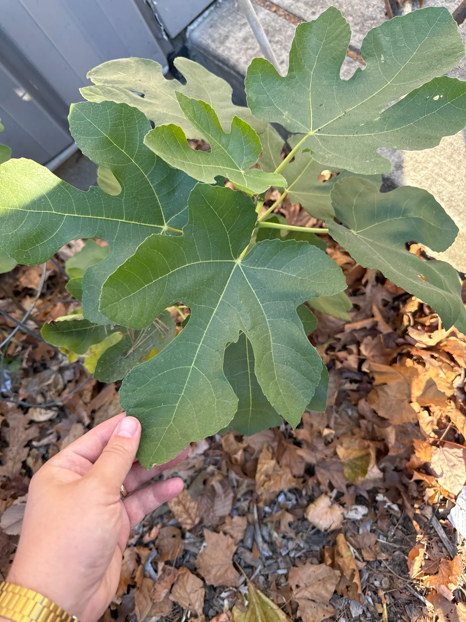Edible Fig (Ficus Carica) — Ensure well-drained soil to avoid root rot