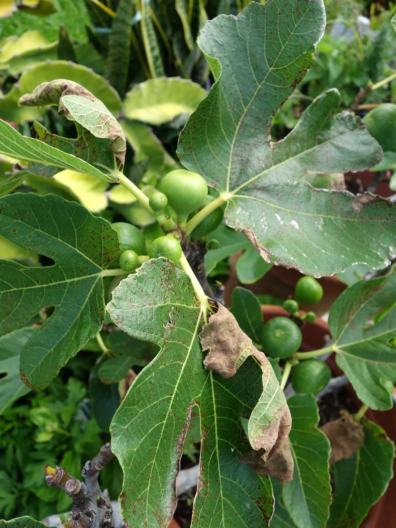 Edible Fig (Ficus Carica) — this species of fig is well-suited for USDA Hardiness Zones 7-11 and typically thrives in temperate climates; the fruit, image 154