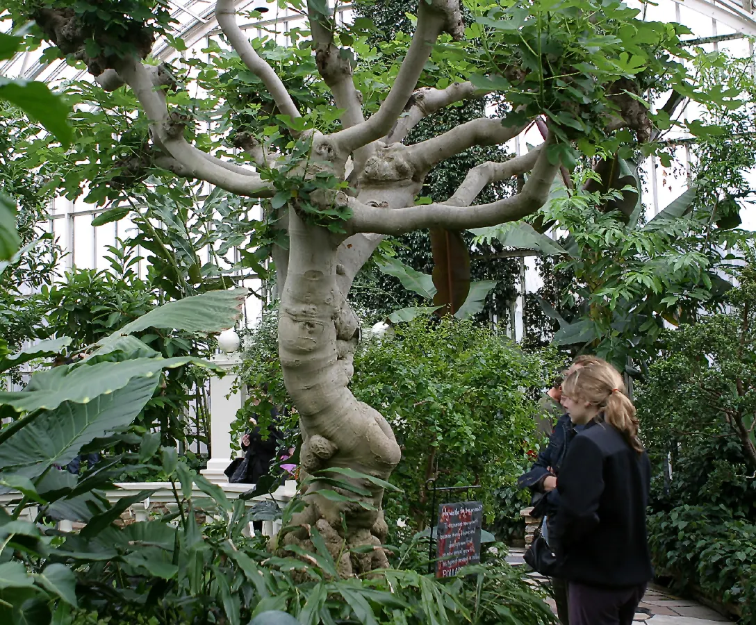 Edible Fig (Ficus Carica) — scientifically known as Ficus carica; the Edible Fig can be pruned to maintain a desired shape and size