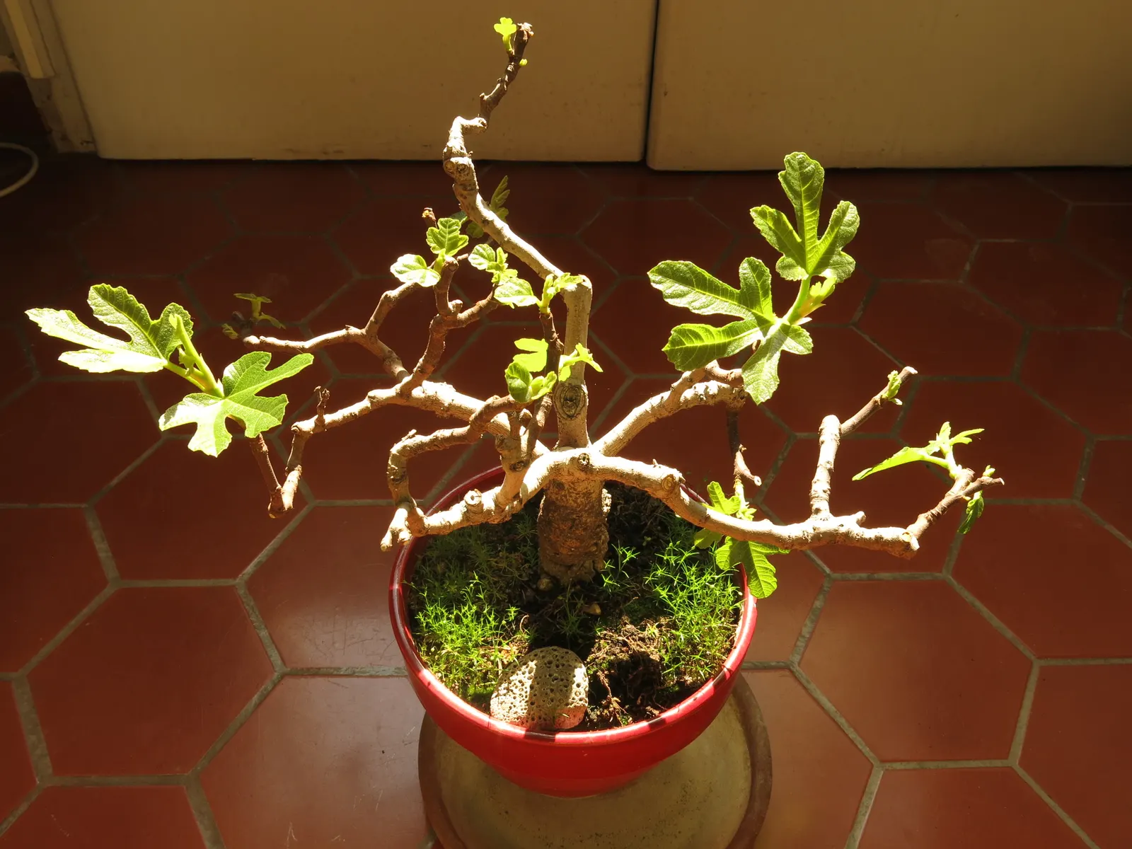 Edible Fig (Ficus Carica) — This deciduous tree demands full sun, yielding luscious figs enjoyed fresh or dried; so allocating ample space for, image 146