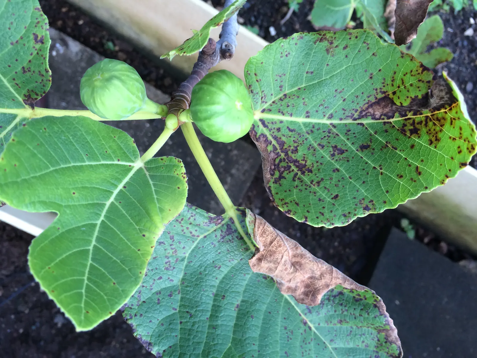 Edible Fig (Ficus Carica) — contributing to the dense canopy that offers a cooling shade during the hot summer months; the Ficus carica bears its, image 109