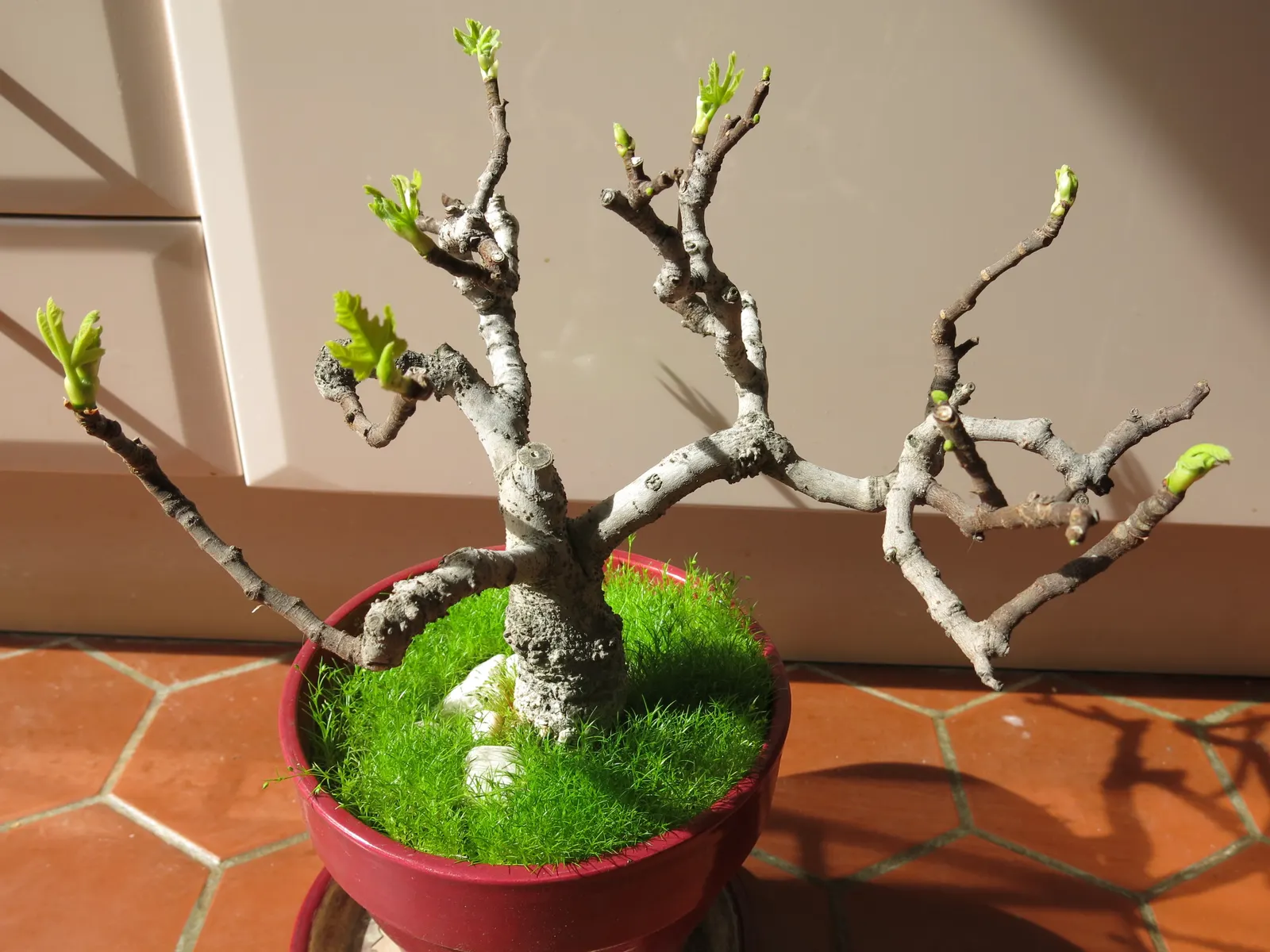 Edible Fig (Ficus Carica) — scientifically known as Ficus carica; the Edible Fig can be pruned to maintain a desired shape and size, image 175