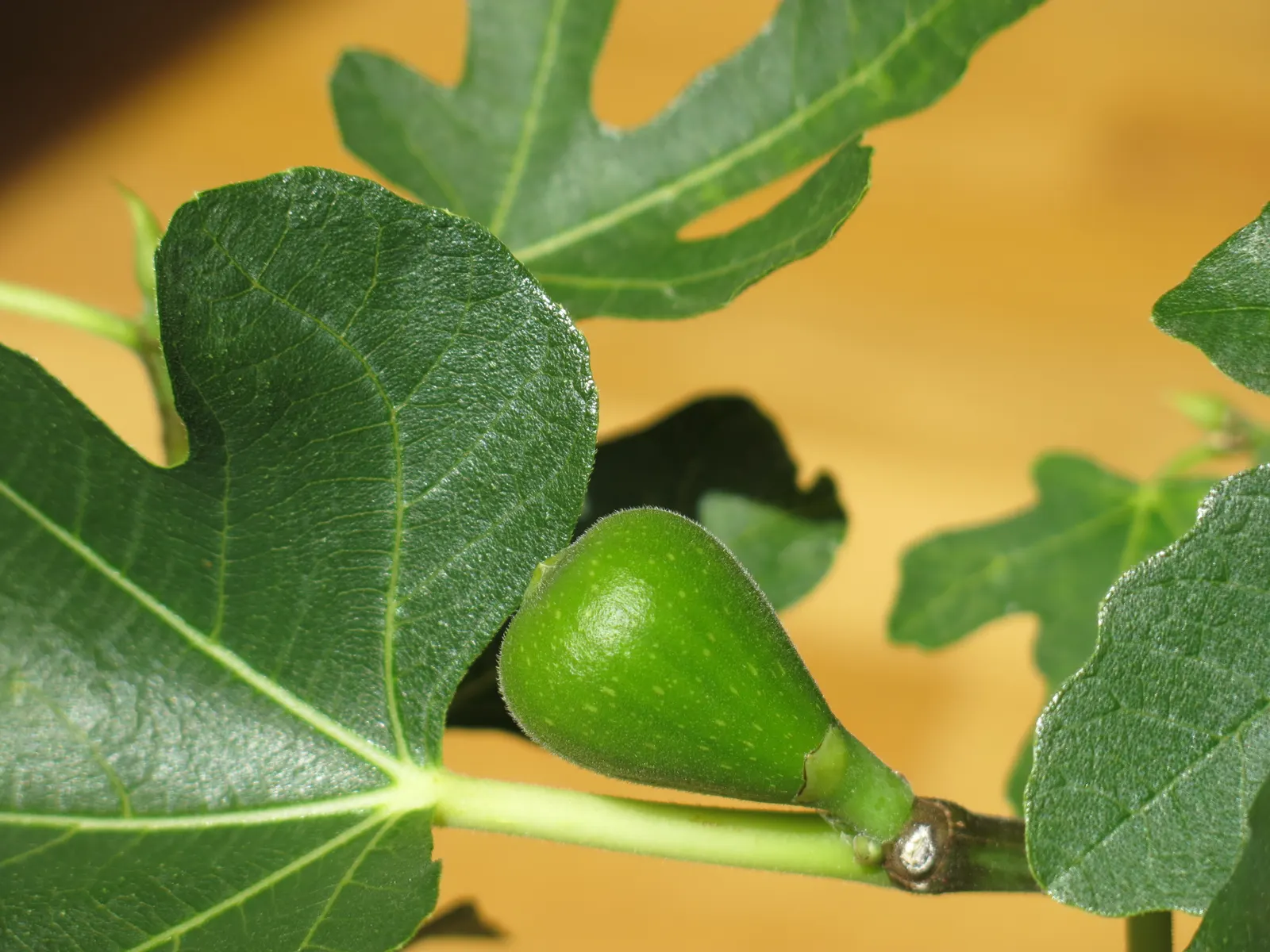 Edible Fig (Ficus Carica) — is a versatile and attractive deciduous tree that can be a delightful addition to any landscape design; space 15-20, image 176