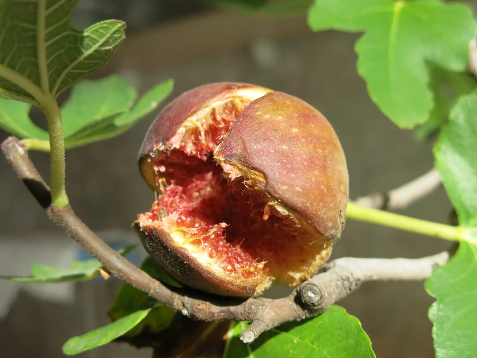 Edible Fig (Ficus Carica) — This deciduous tree demands full sun, yielding luscious figs enjoyed fresh or dried; so allocating ample space for development in