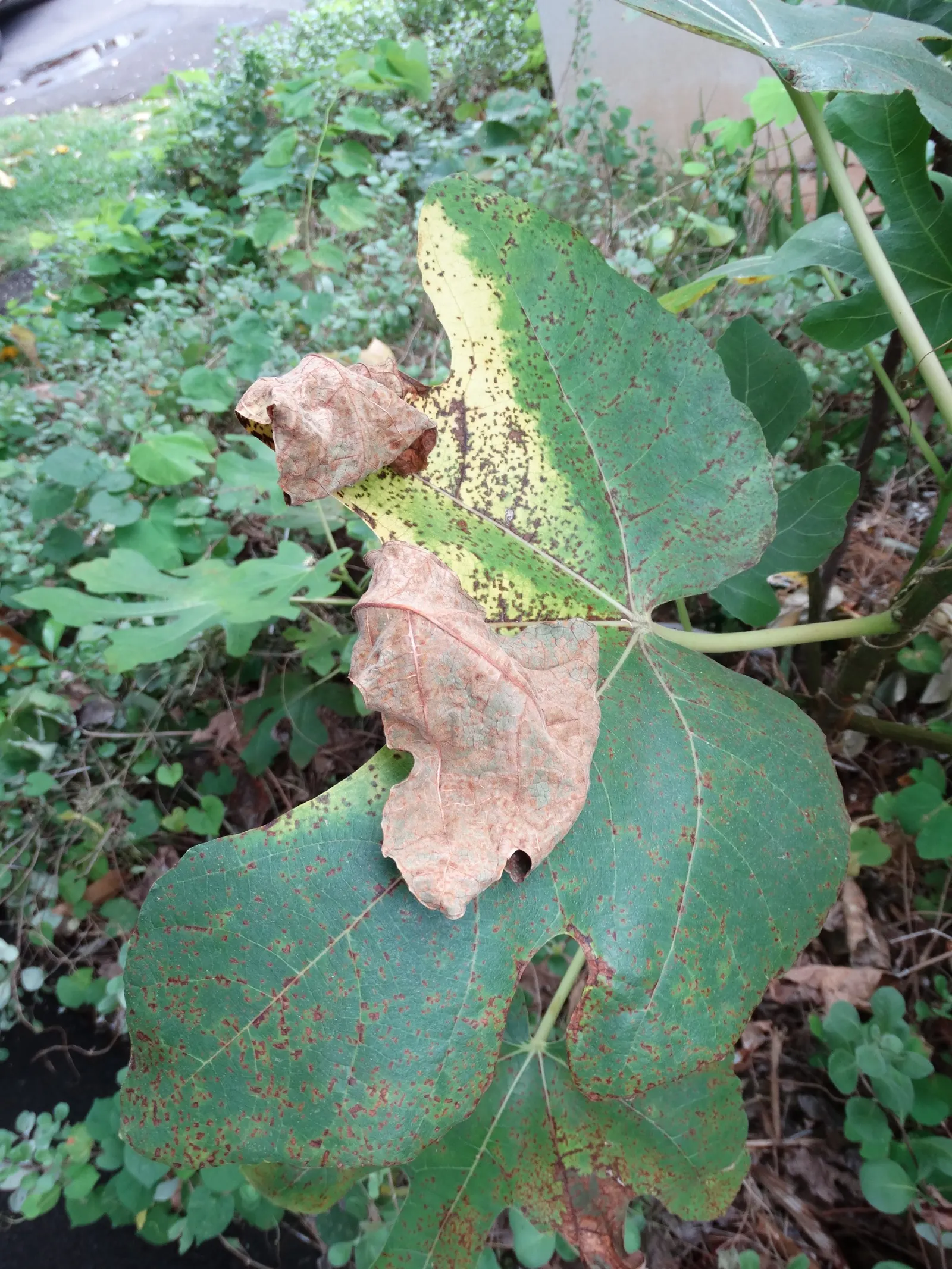 Edible Fig (Ficus Carica) — contributing to the dense canopy that offers a cooling shade during the hot summer months; the Ficus carica bears its, image 61