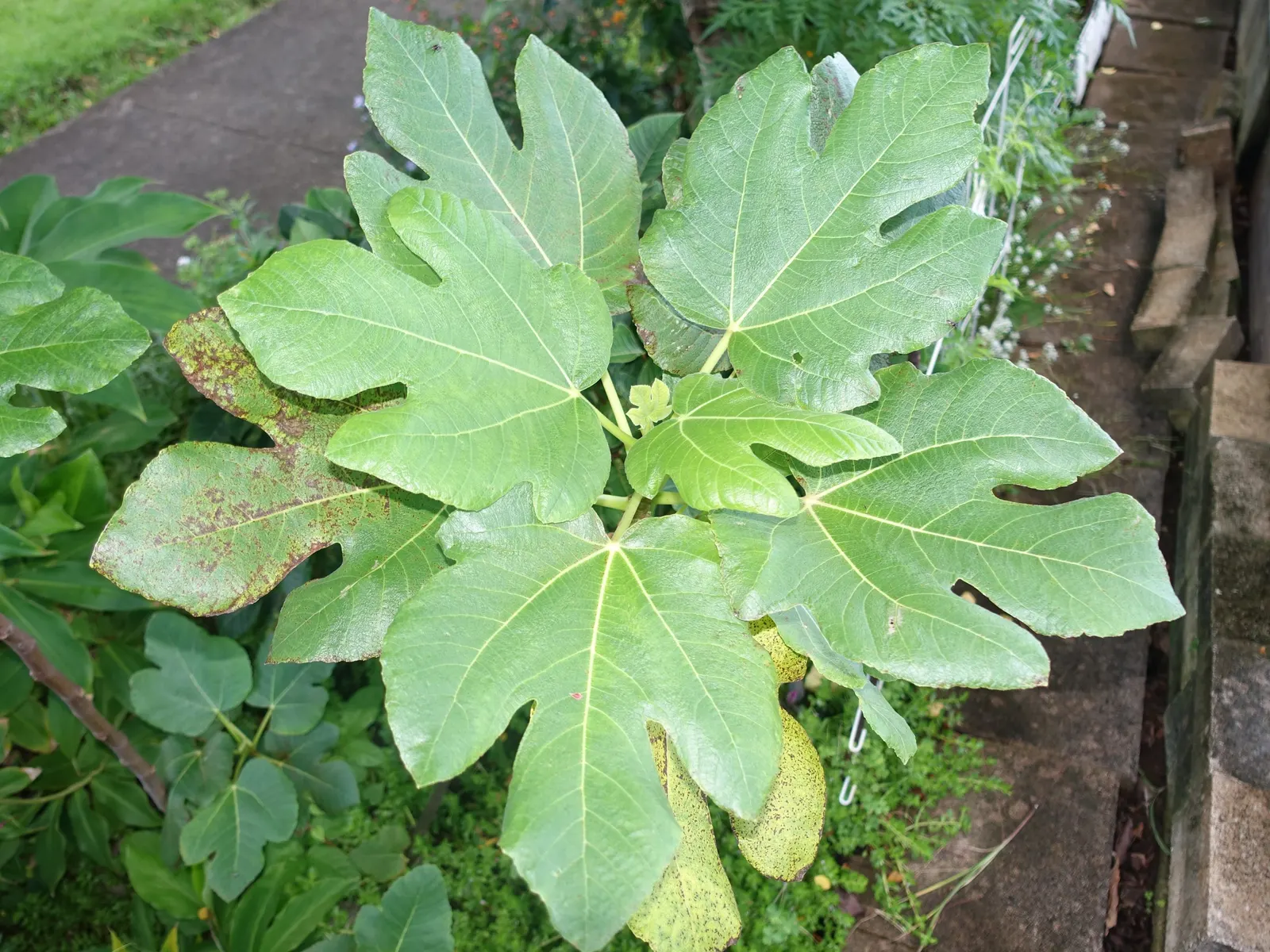 Edible Fig (Ficus Carica) — Aesthetic and functional, it's a splendid choice for edible landscapes and as a focal specimen
