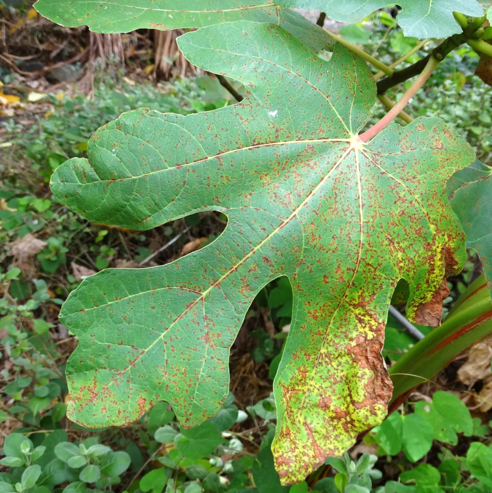 Edible Fig (Ficus Carica) — The foliage turns a warm yellow hue in the fall before shedding, providing seasonal interest; making it suitable for, image 110