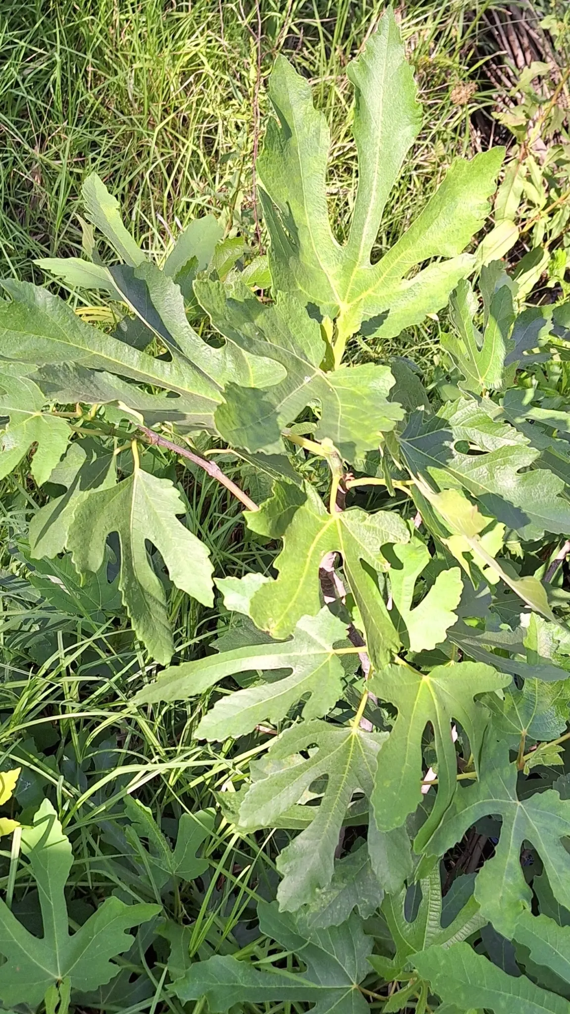 Edible Fig (Ficus Carica) — making it suitable for espalier or as a freestanding specimen; the foliage turns a warm yellow hue in the fall before, image 143