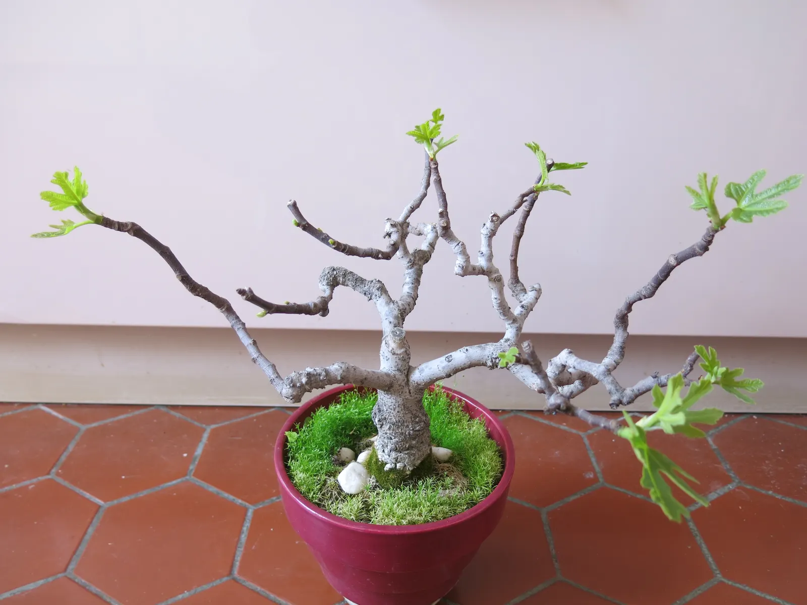 Edible Fig (Ficus Carica) — so allocating ample space for development in the garden layout is crucial.<br><br>This tree's broad; this deciduous, image 131