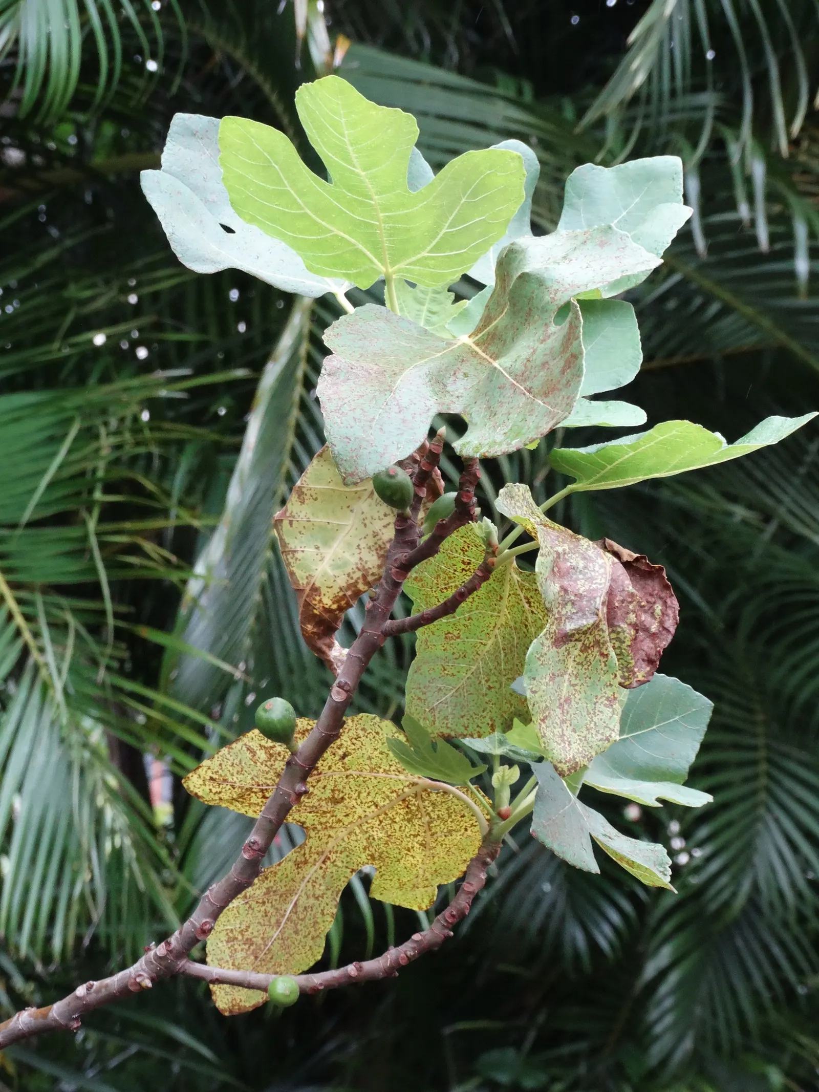 Edible Fig (Ficus Carica) — The foliage turns a warm yellow hue in the fall before shedding, providing seasonal interest; making it suitable for espalier or as