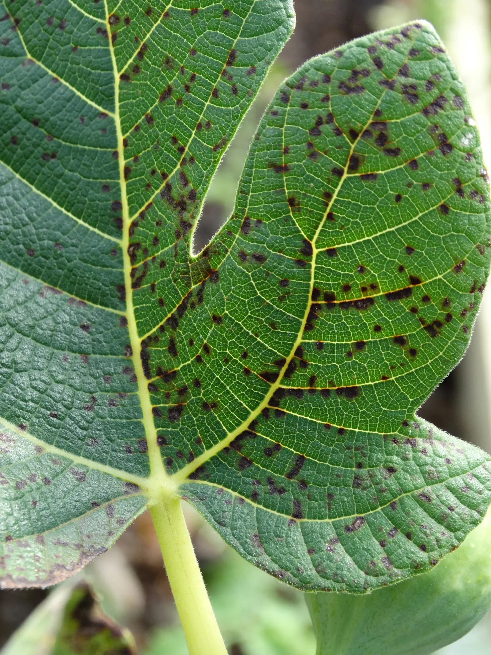 Edible Fig (Ficus Carica) — making it suitable for espalier or as a freestanding specimen; the foliage turns a warm yellow hue in the fall before, image 71