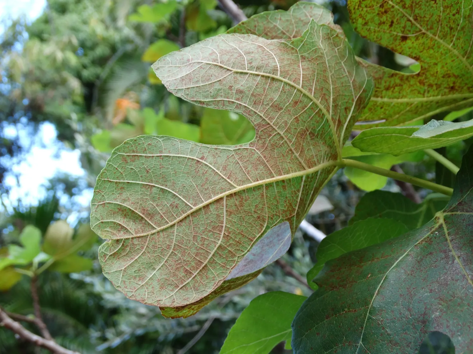 Edible Fig (Ficus Carica) — In spring and throughout the summer; aesthetic and functional, it's a splendid choice for edible landscapes and as a, image 63