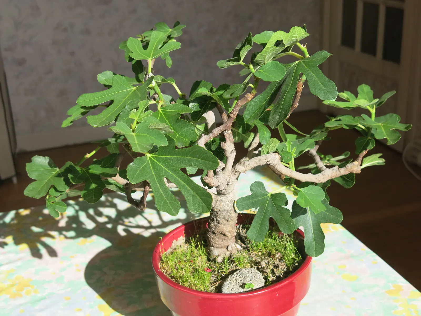 Edible Fig (Ficus Carica) — palmate leaves create a tropical appearance and are generally about 4 to 9 inches in length; native to the, image 132