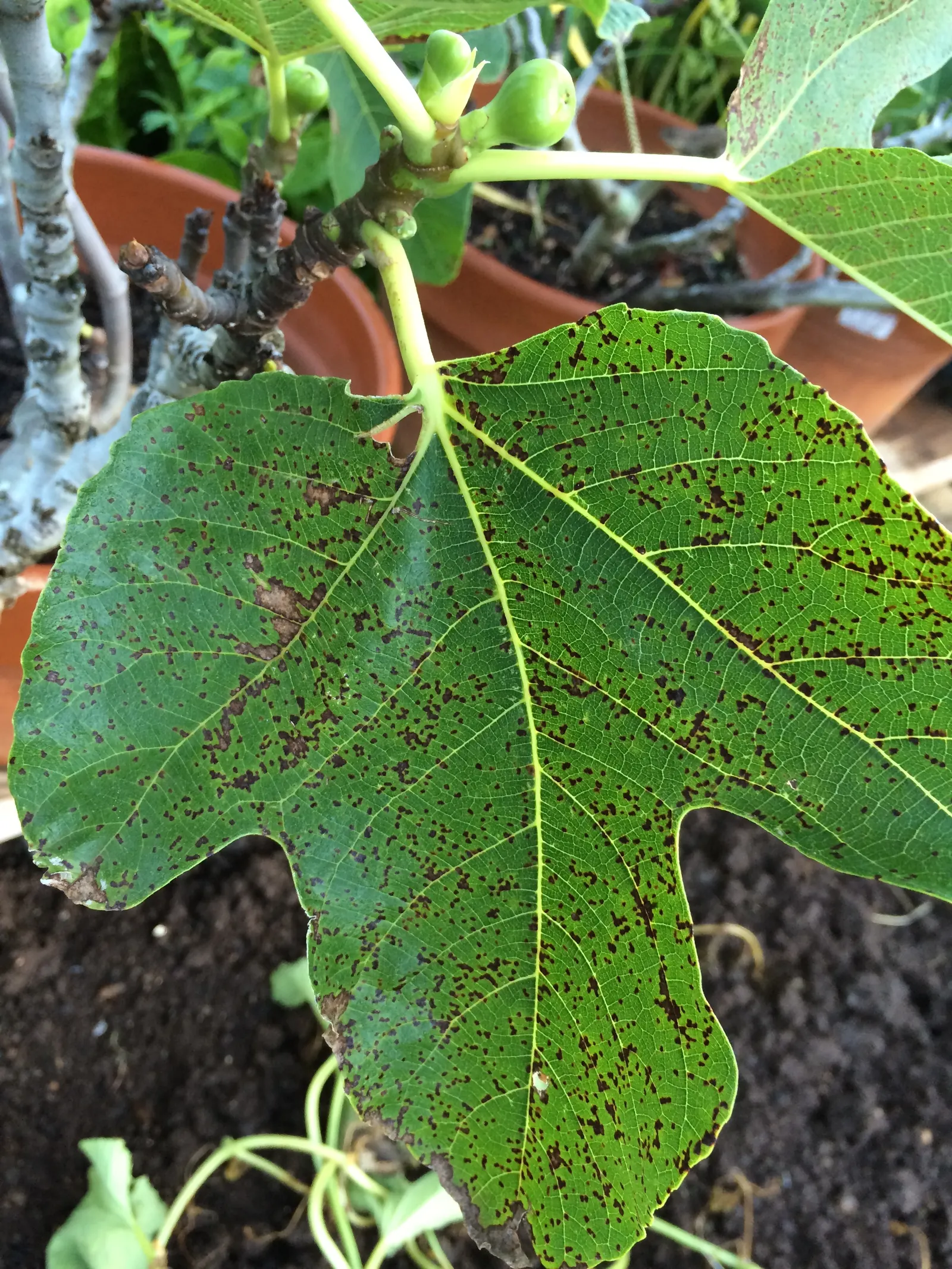 Edible Fig (Ficus Carica) — Space 15-20 feet apart for ample growth; is a versatile and attractive deciduous tree that can be a delightful addition, image 173