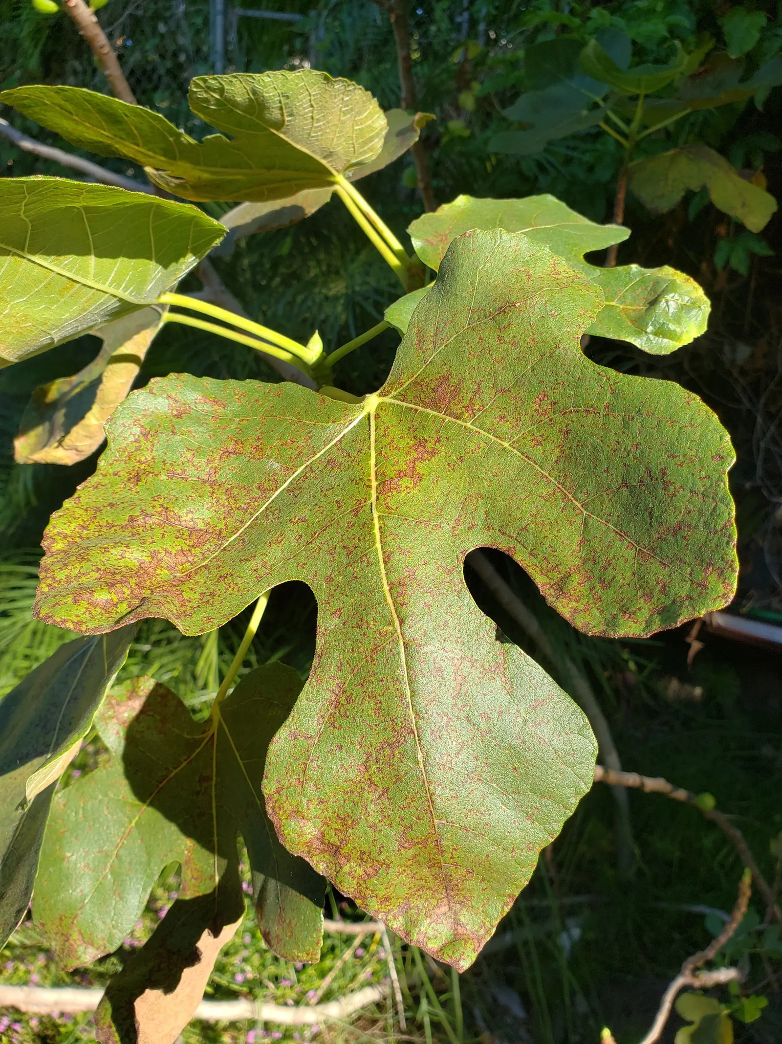 Edible Fig (Ficus Carica) — palmate leaves create a tropical appearance and are generally about 4 to 9 inches in length; native to the, image 84