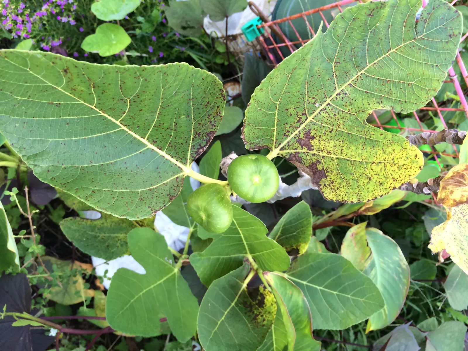 Edible Fig (Ficus Carica) — The fruit becomes approximately 2 to 4 inches long; this species of fig is well-suited for USDA Hardiness Zones 7-11, image 163