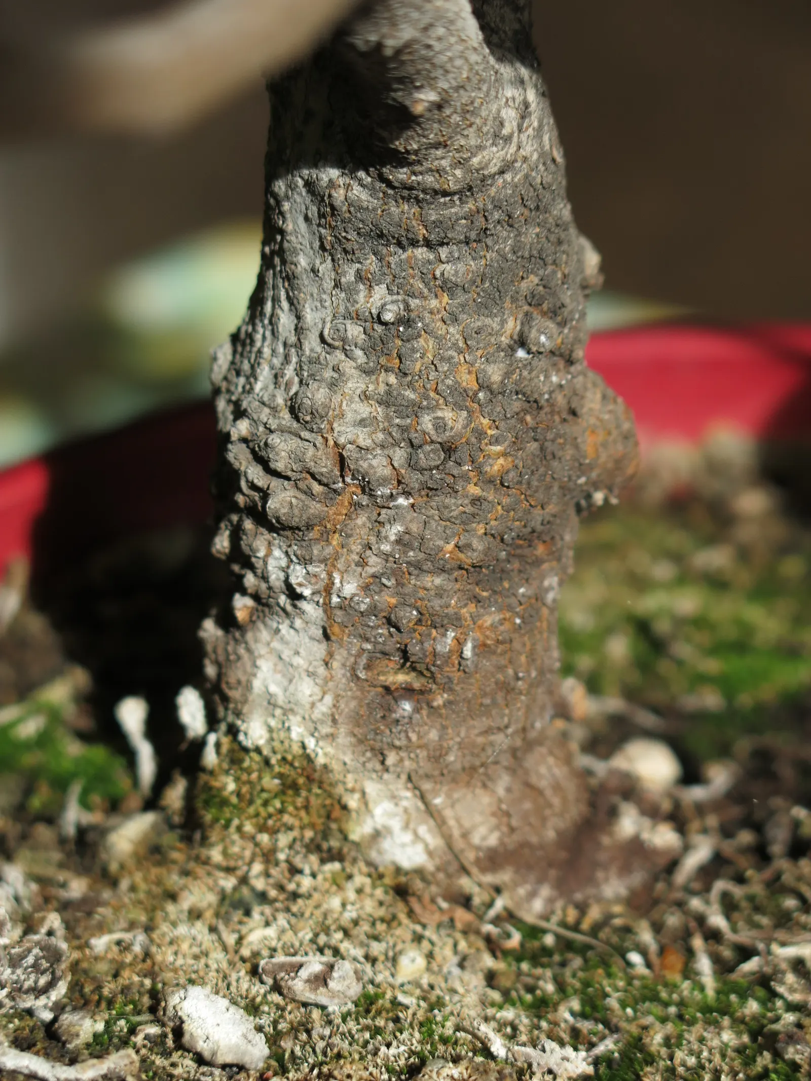 Edible Fig (Ficus Carica) — so allocating ample space for development in the garden layout is crucial.<br><br>This tree's broad; this deciduous, image 179