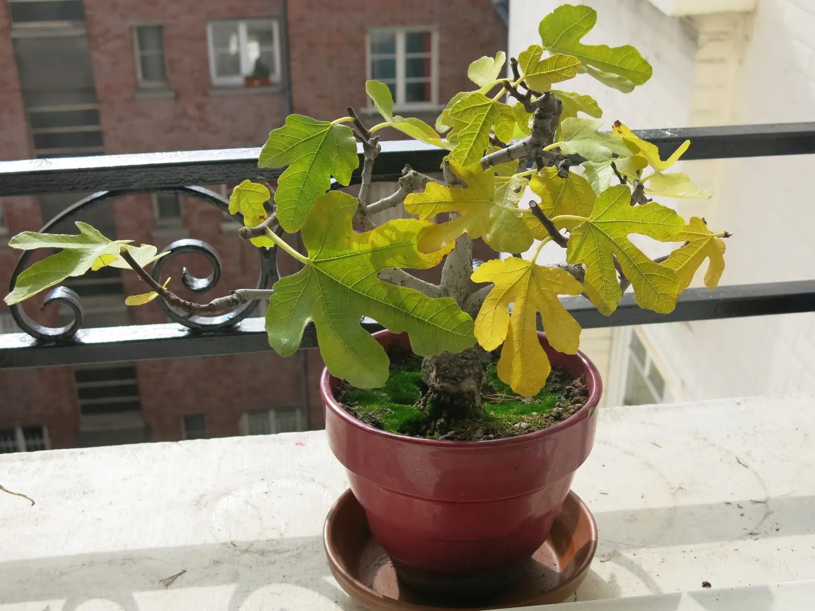 Edible Fig (Ficus Carica) — palmate leaves create a tropical appearance and are generally about 4 to 9 inches in length; native to the, image 108