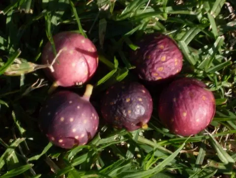 Edible Fig (Ficus Carica) — The fruit becomes approximately 2 to 4 inches long; this species of fig is well-suited for USDA Hardiness Zones 7-11, image 139