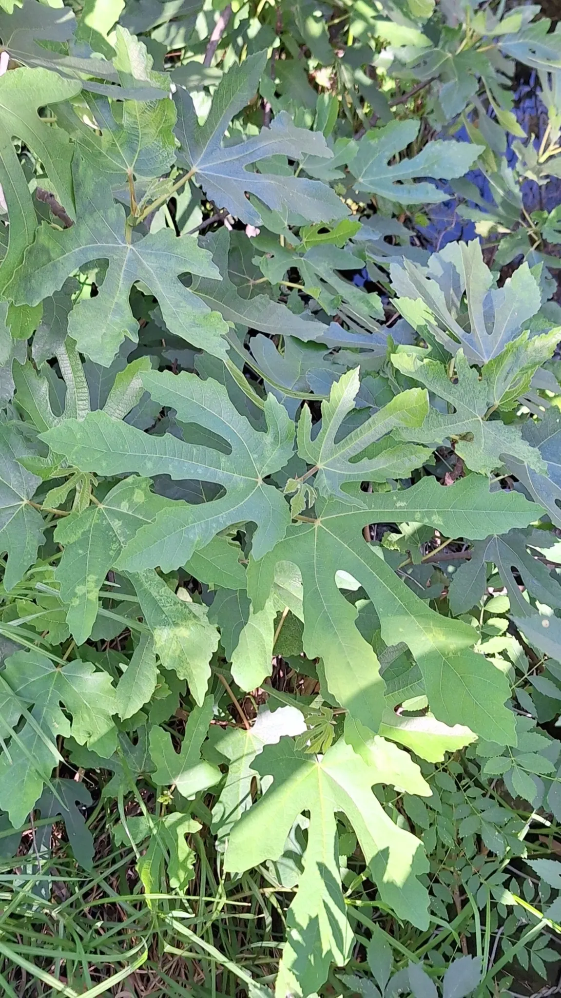 Edible Fig (Ficus Carica) — scientifically known as Ficus carica; the Edible Fig can be pruned to maintain a desired shape and size, image 103