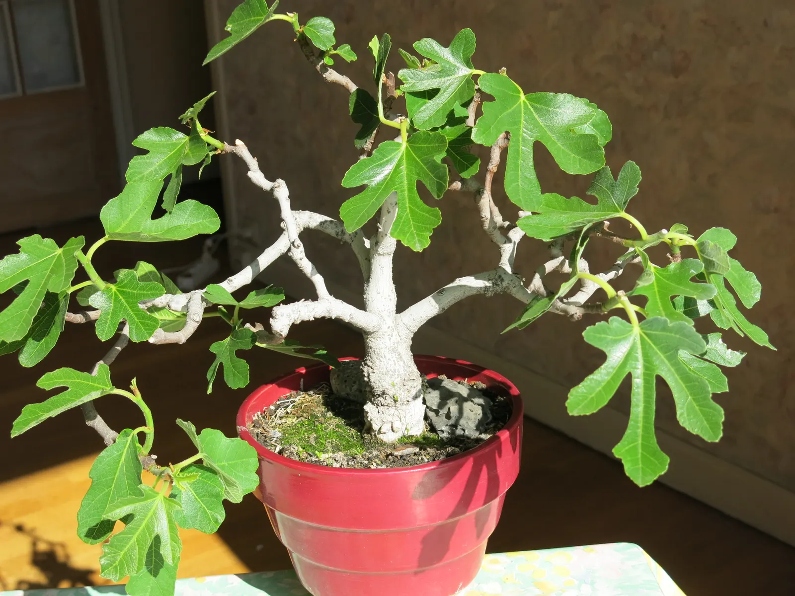 Edible Fig (Ficus Carica) — An Edible Fig, Ficus carica, thrives in warmer zones, maturing to 10-30 feet tall; ensure well-drained soil to avoid, image 97