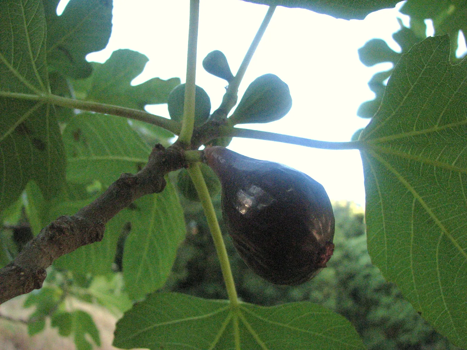 Edible Fig (Ficus Carica) — The foliage turns a warm yellow hue in the fall before shedding, providing seasonal interest